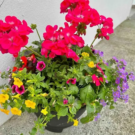 Διαμέρισμα A Cosy & Spacious Retreat With High Ceilings- Glen *